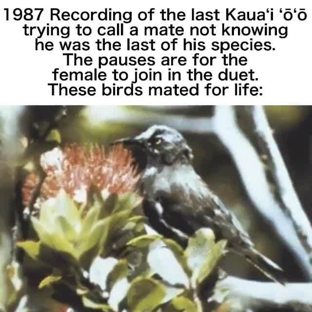 1987 Recording of the last Kaua'i '0'0 trying to call a mate not