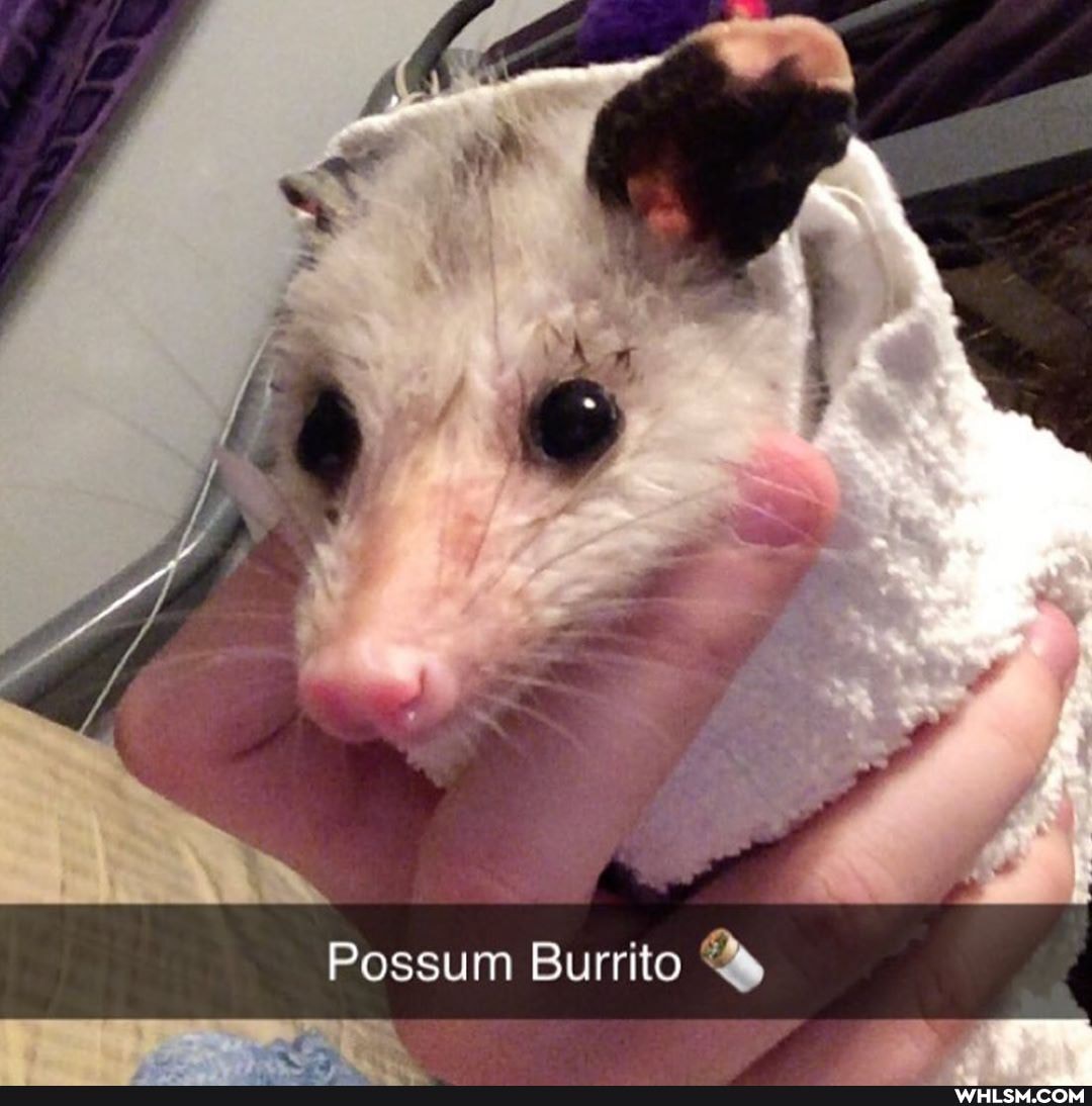 Possum Burrito