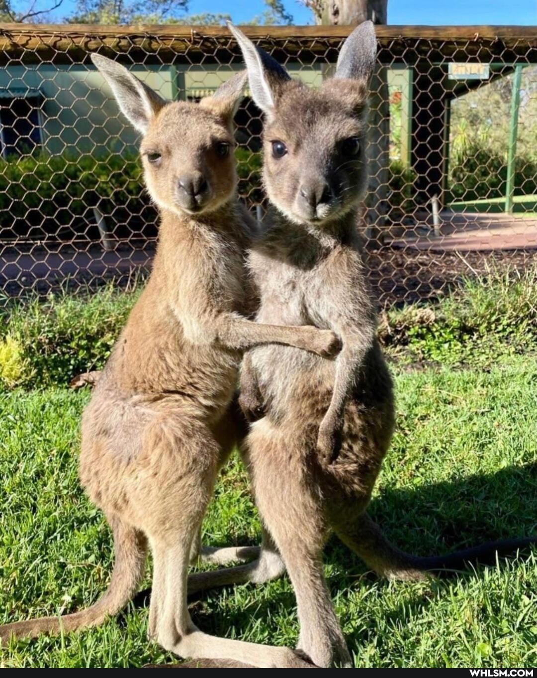 nature, kangaroo, aww