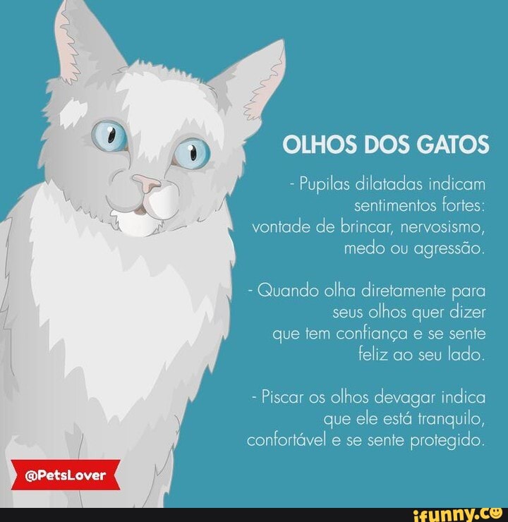 🔹Você sabia? Os olhos dos gatos
