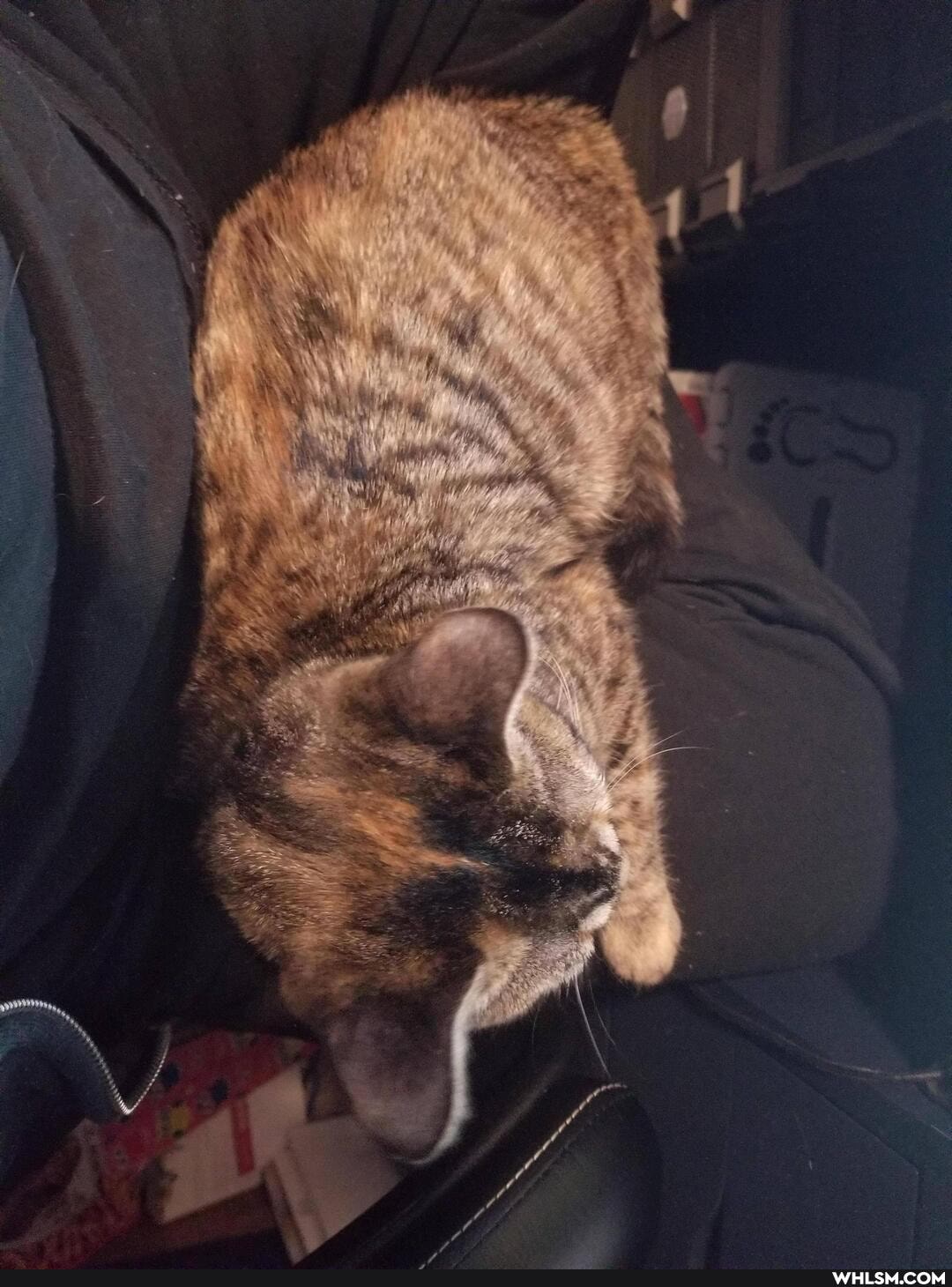 cat, aww, kitten