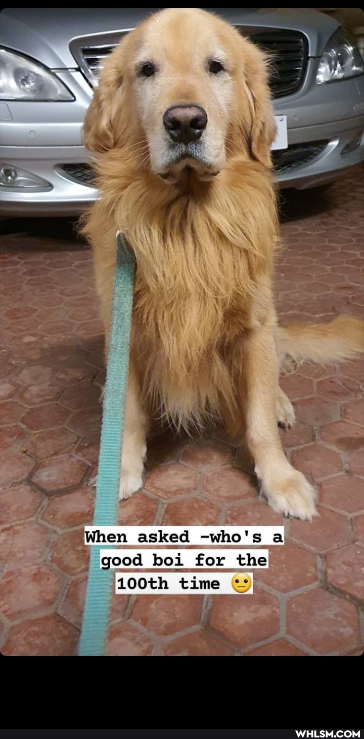 When asked -who's a good boi for the
time
if i
