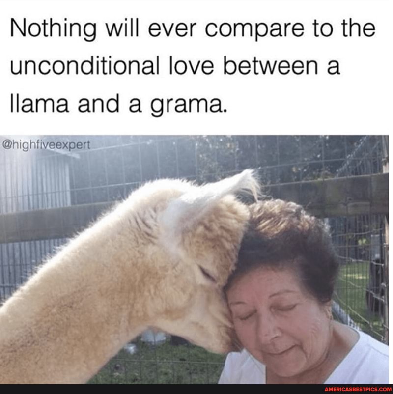 Nothing will ever compare to the unconditional love between a
llama and a grama.
Ghighliveexpent