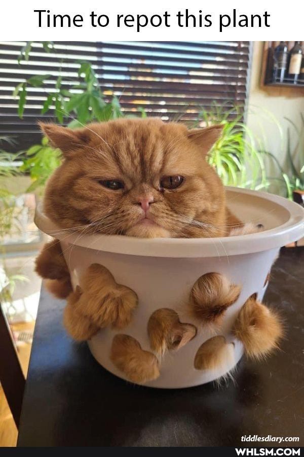 Time to repot this plant
