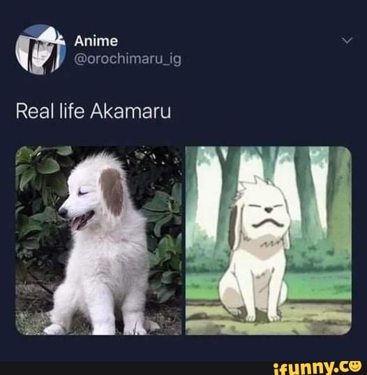 Anime ) orachimaru_ig Real life Akamaru iFunny