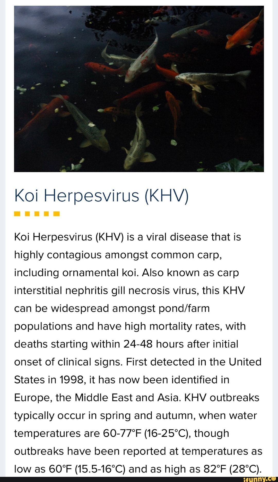 Koi Herpesvirus KHV Koi Herpesvirus KHV Is A Viral Disease That Is   Ab8157219e9327ac0dafc7bce696b29610b4271e61cf4463caf47b5e63cf3de2 1 