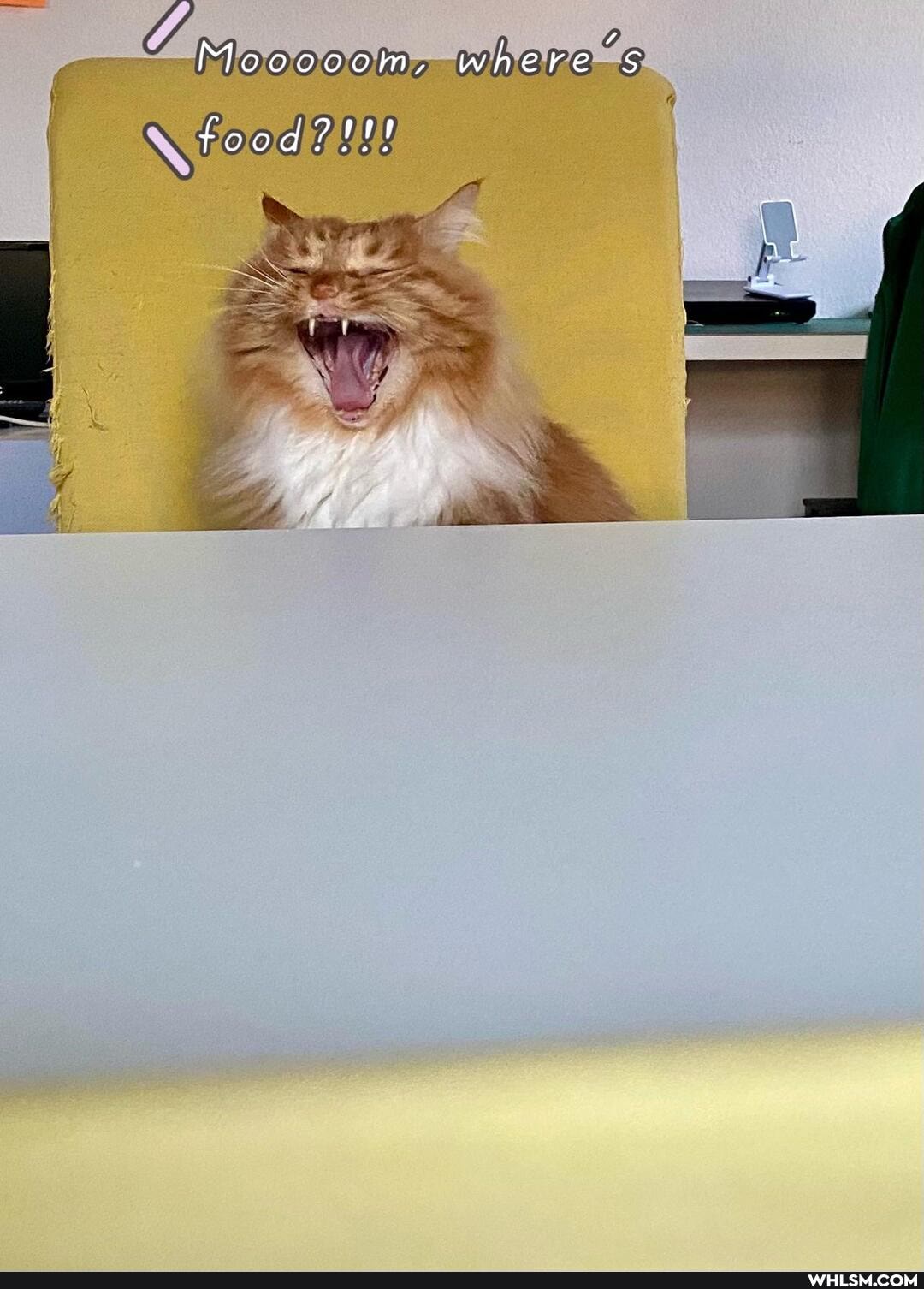 Mooooom, where
food?