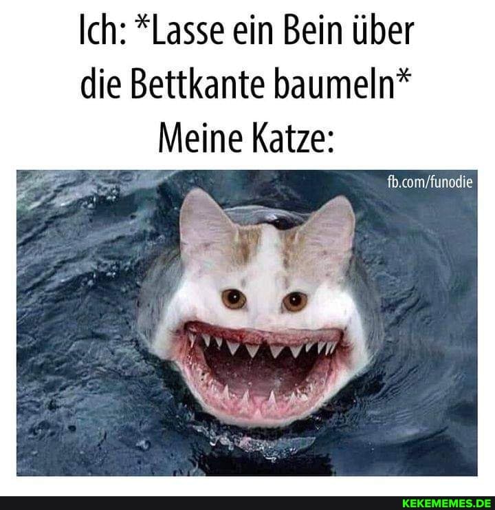 Ich: *Lasse ein Bein über die Bettkante baumeln*
Meine Katze:
fb.com'funodie