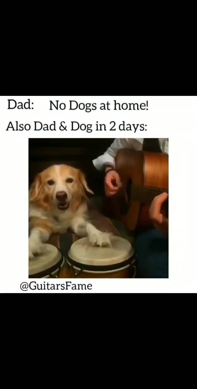 Dad Dog Meme - Captions Update Trendy
