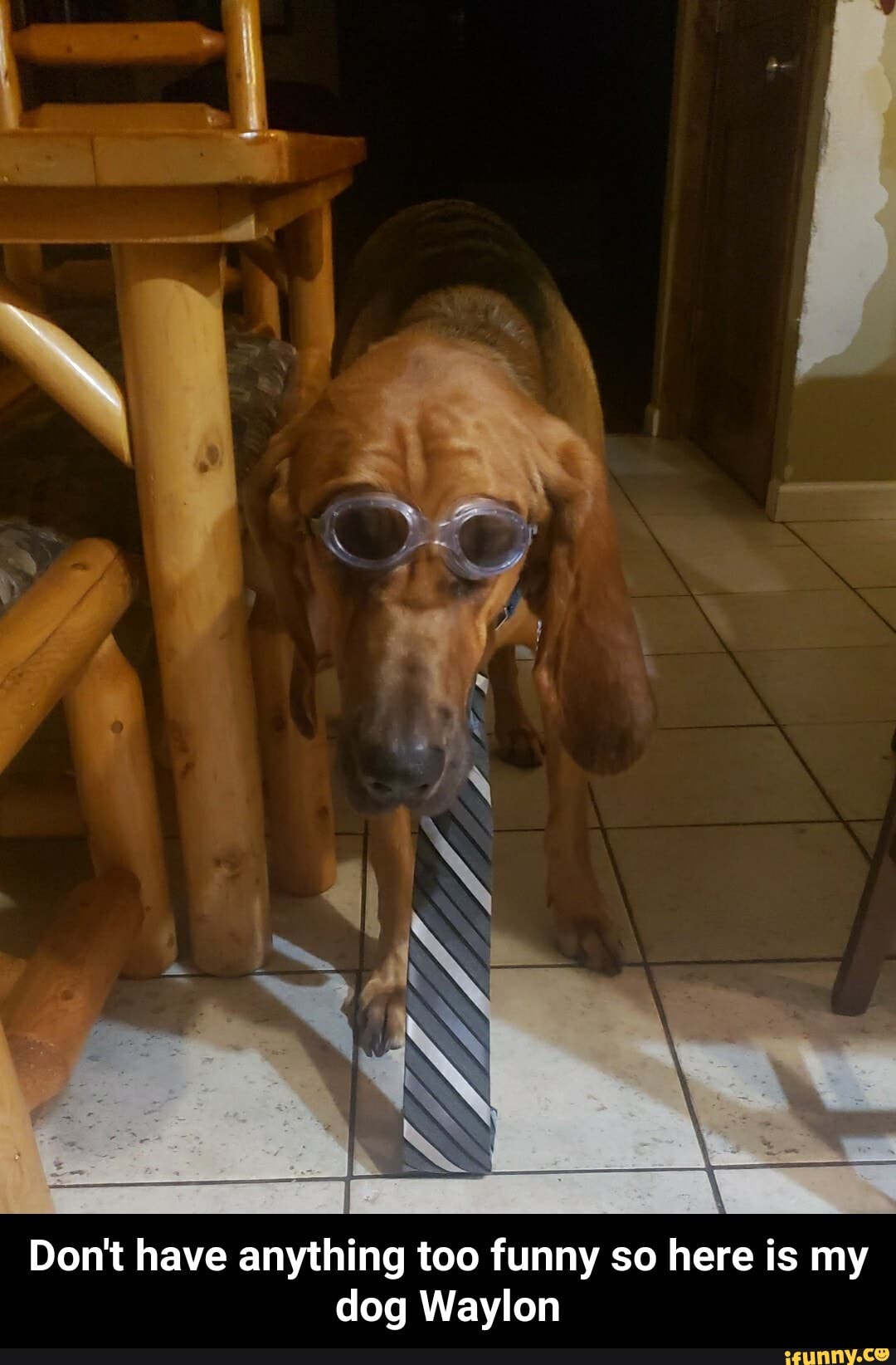 Don't have anything too funny so here is my dog Waylon - Don't have anything too funny so here is my dog Waylon