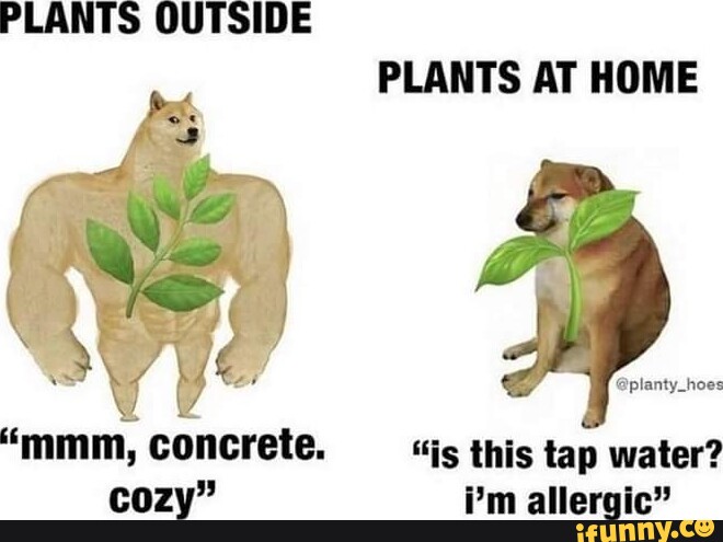 PLANTS OUTSIDE & 4 os ad 