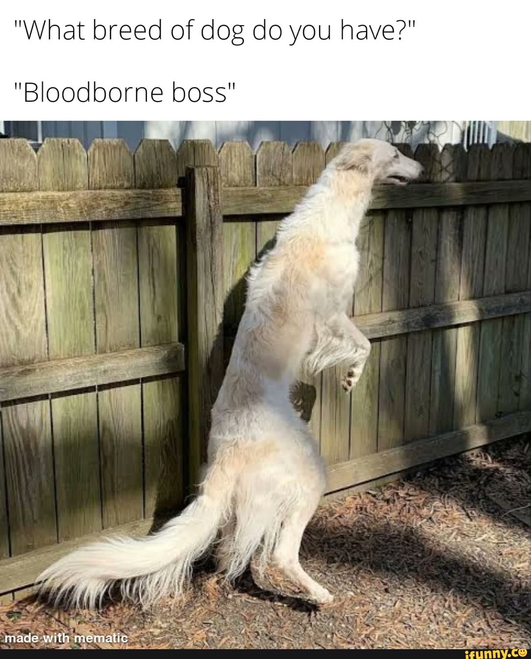 What Breed Of Dog Do You Have Bloodborne Boss LE I Feade With   Abc72536bb8b011e58cf59e4268150a94c51094202ebdac98faeb018352e1208 1 