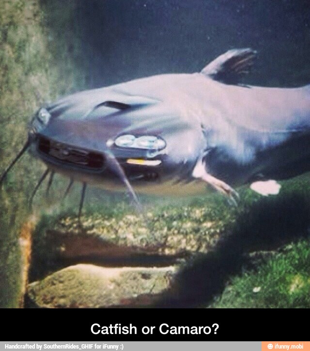 Catfish or Camaro? Catfish or Camaro? )