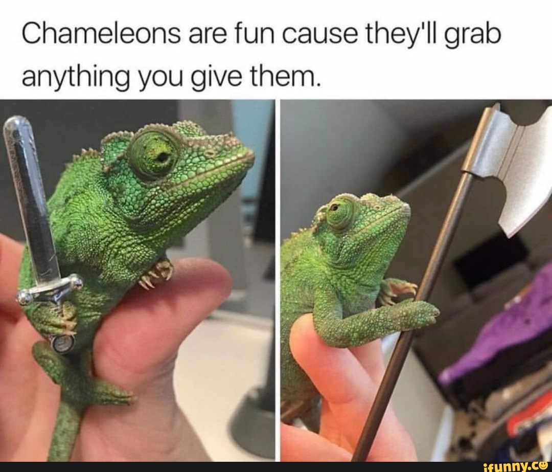 Chameleons are fun cause they'll grab anything you give them. - iFunny