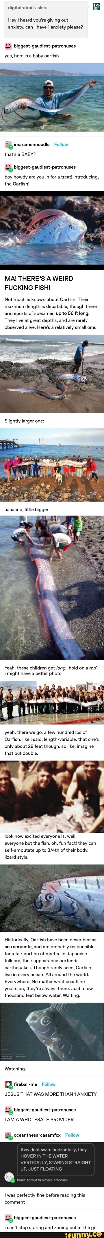 digitalrabbit asked
Hey I heard you're giving out
anxiety, can I have 1 anxiety please? biggest-gaudiest-patronuses
yes, here is a baby oarfish
that's BABY?
boy howdy are you in for a
treat! introducing,
the Oarfish!