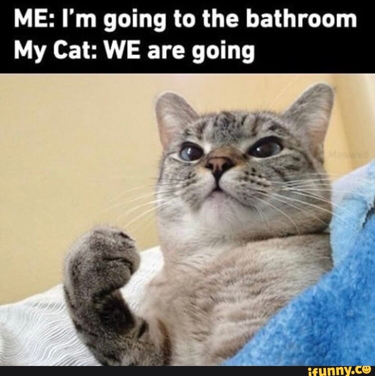 ME I M Going To The Bathroom My Cat WE Are Going IFunny Brazil   Ac28041d7b7cd023a8e77b4d036b952b33ba58177656df23f270a855484be818 1 