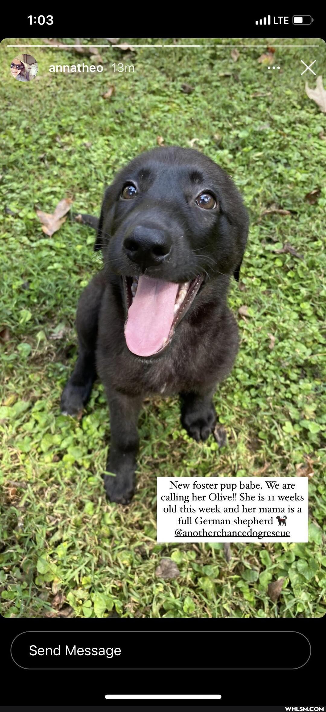 LTE
annatheo
LA
New foster pup babe. We are calling her Olive!! She is ut weeks old this week and her mama is at full German shepherd
@ano chanced eSCUE
ot
al
Send Message