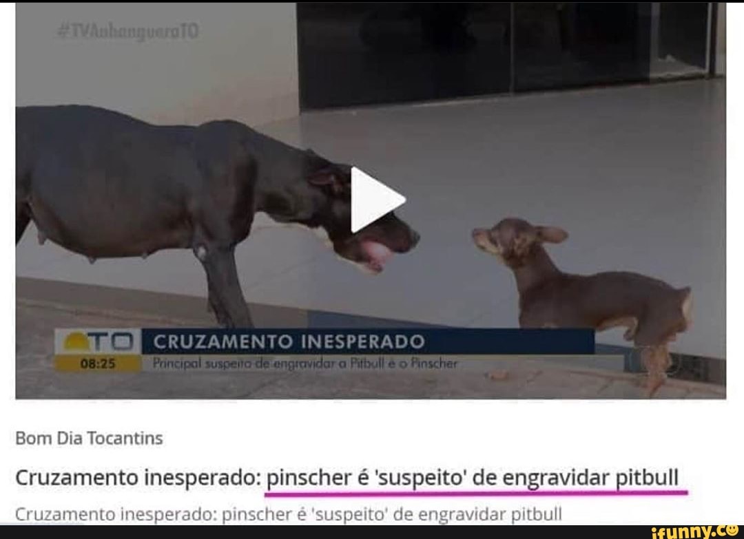 Bom Dia Tocantins Cruzamento inesperado: pinscher é 'suspeito' de engravidar  pitbull Cr mento ines do: pi eito' de engravidar pitbull 
