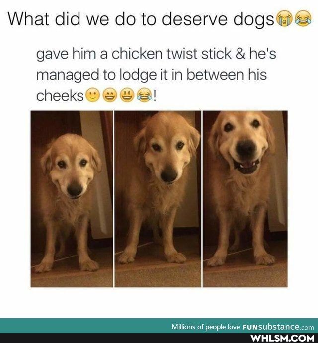 What did we do to deserve dogs@@
gave him a chicken twist stick & he's managed to lodge it in between his cheeks@@@@!