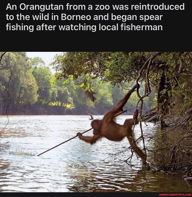 An Orangutan from a zoo was reintroduced to the wild in Borneo and began  spear fishing after watching local fisherman - America's best pics and  videos