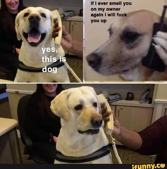 yes.
this is dog