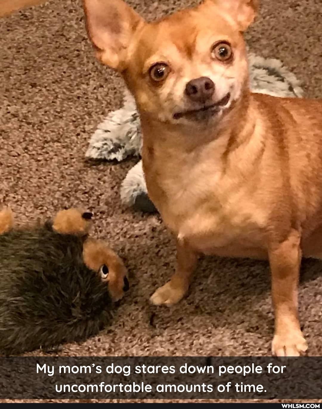 My mom's dog stares down people for uncomfortable amounts of time.