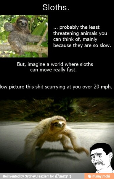 Sloths. probably the least threatening animals you can think of, mainly