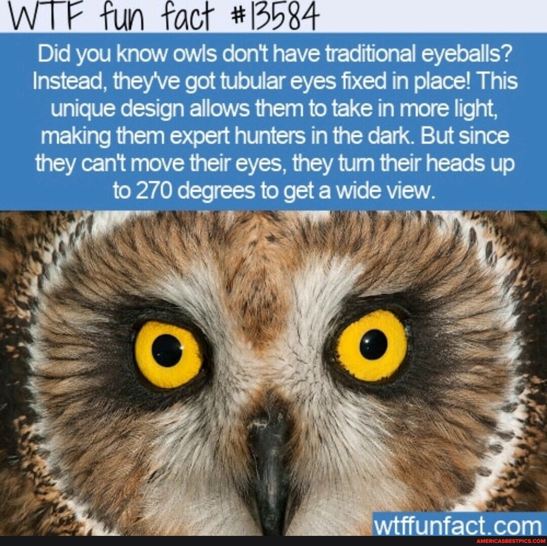 UN tact Did you know owls don't have traditional eyeballs? Instead ...