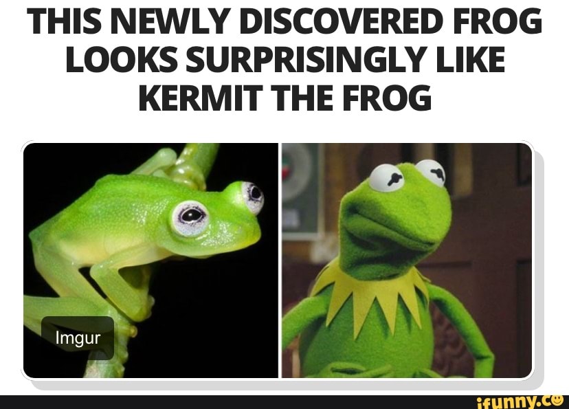 THIS NEWLY DISCOVERED FROG LOOKS SURPRISINGLY LIKE KERMIT THE FROG