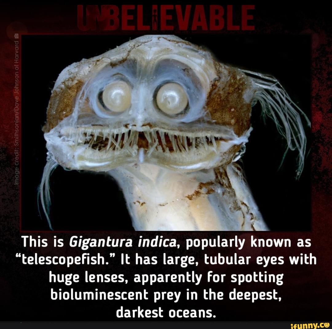 This is Gigantura indica, popularly known as "telescopefish." It has