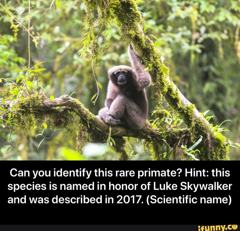E
Can you identify this rare primate? Hint: this
species is named in honor of Luke Skywalker
and was described in 2017. (Scientific name) - Can you identify this rare primate? Hint: this species is named in honor of Luke Skywalker and was described in 2017. (Scientific name)