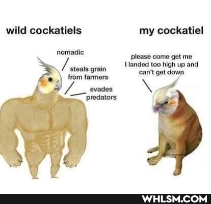 wild cockatiels my cockatiel
nomadic
please come get me
Handed too high up and me can't get down from farmers
predators