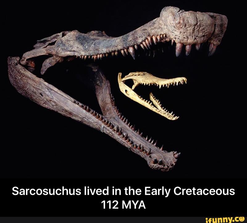 Sarcosuchus lived in the Early Cretaceous 112 MYA - Sarcosuchus lived ...