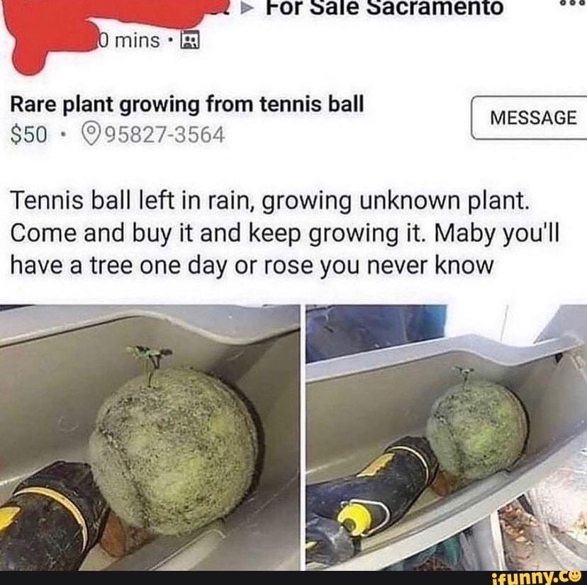 FOr sale saCramento Bo mins Rare plant growing from tennis ball
