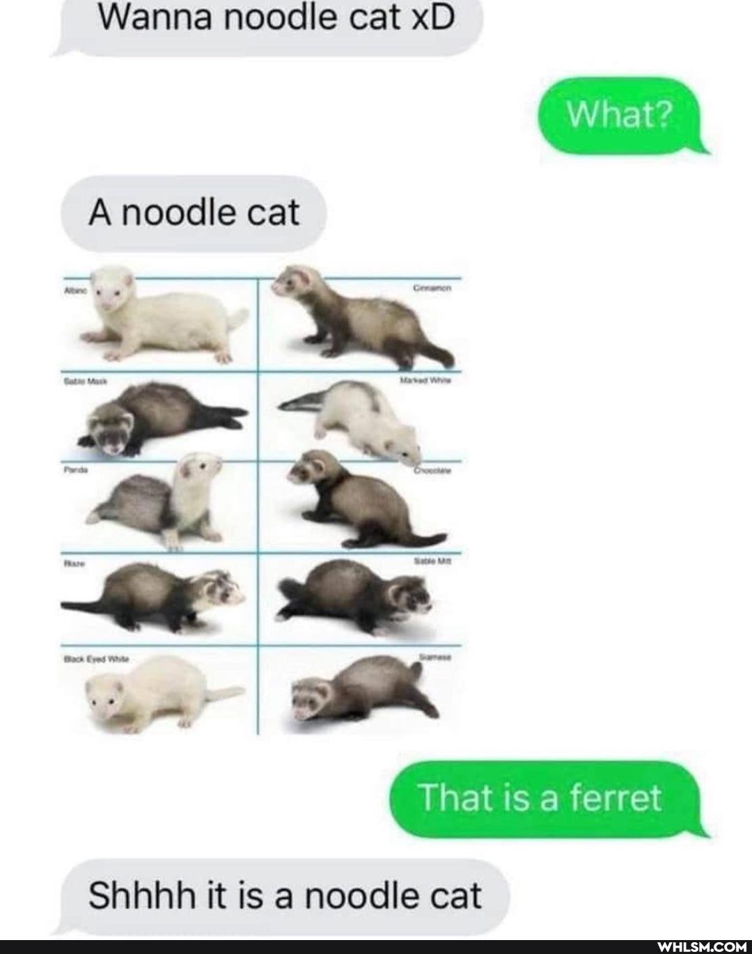 Wanna noodle cat xD
A noodle cat
That is a ferret
Shhhh it is a noodle cat