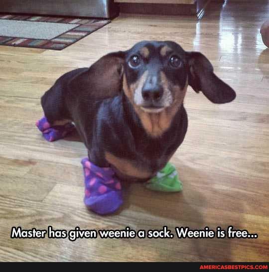 Master has given weenie a sock. Weenie is free...