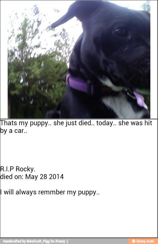 hats my puppy.. she just died.. today.. she was hit
died on: May 28 2014
I will always remmber my puppy..