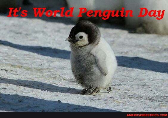 penguins, emperor_penguin