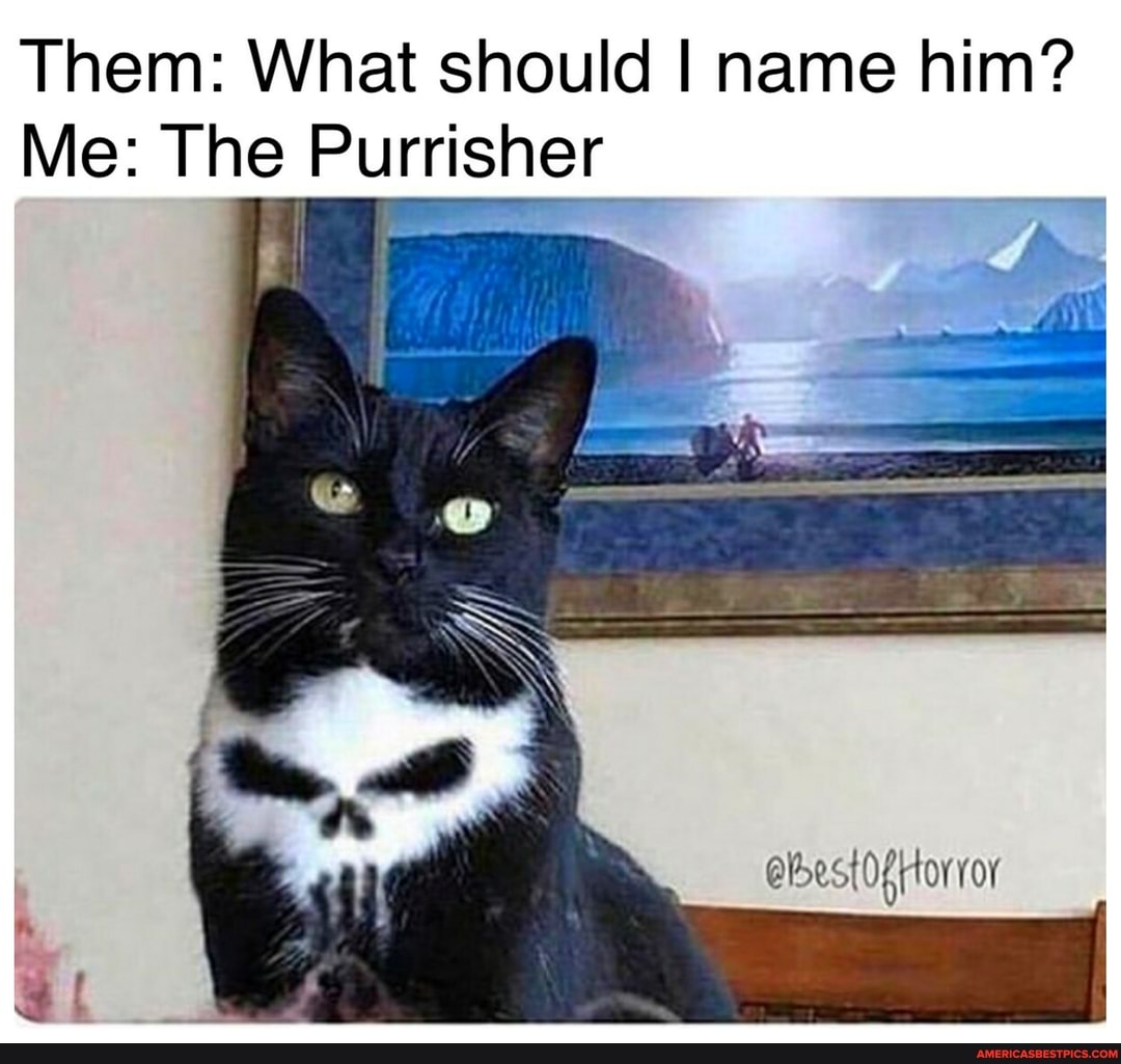 Them: What should I name him?
Me: The Purrisher
tor