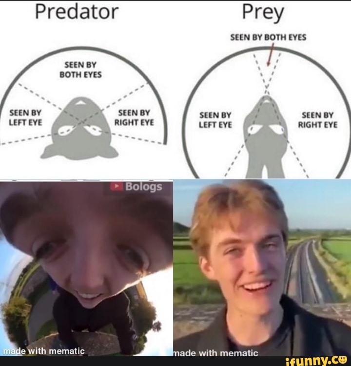 eyes predator vs prey