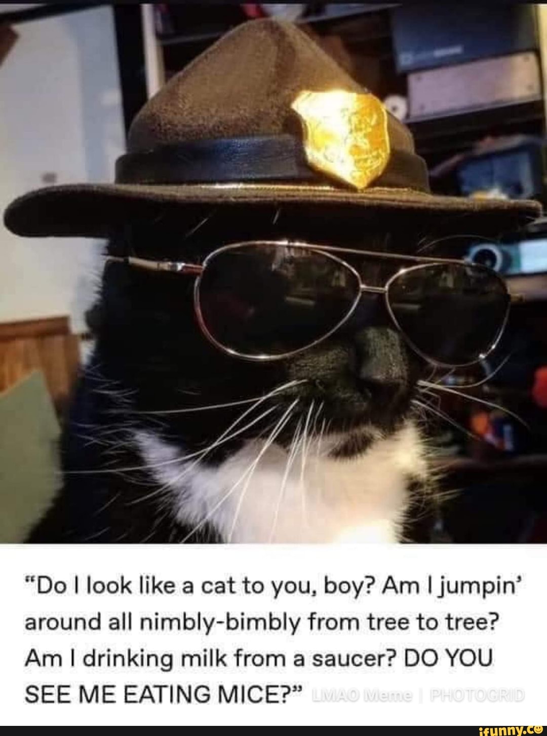 I like cats. Кошка Шериф. Police memes with Cats. If your lawyer looks like this Cat. Meowdy.