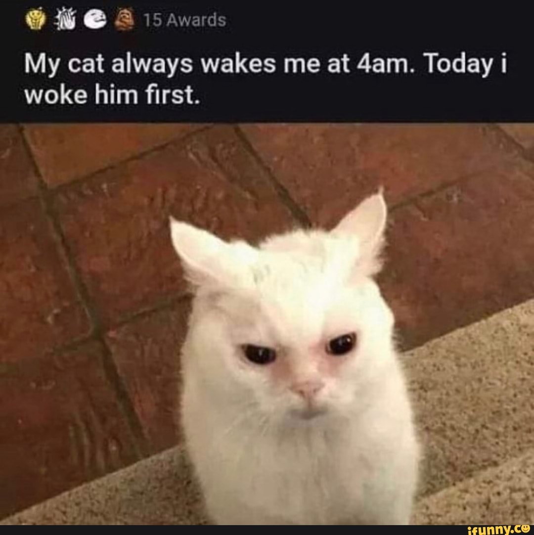 15 awards
My cat always wakes me at Today woke him first.