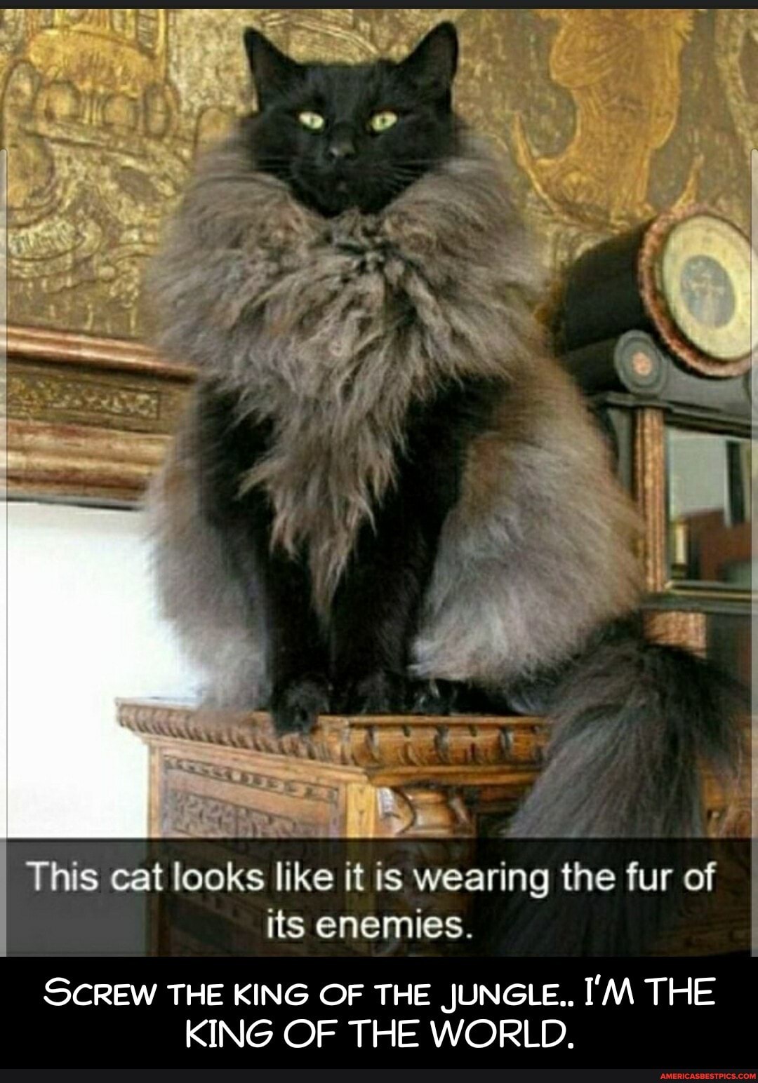 This cat looks like it is wearing the fur of its enemies.
SCREW THE KING OF THE JUNGLE.. I'M THE KING OF THE WORLD. - Screw the king of the jungle.. I'M THE KING OF THE WORLD.
