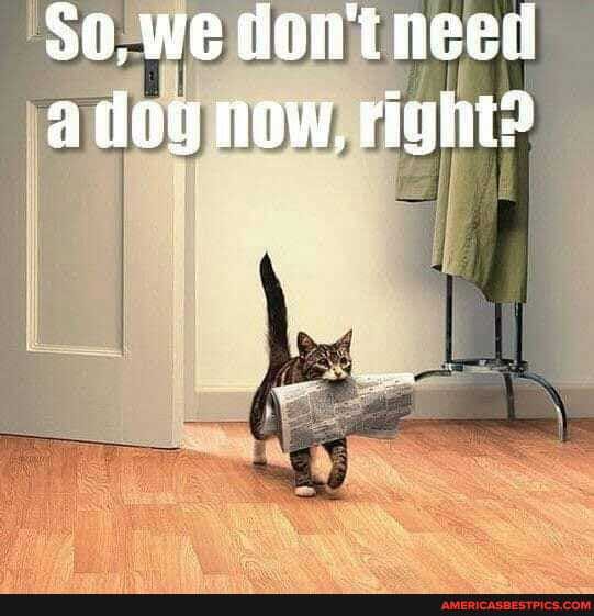 we fion't need adog now, right?