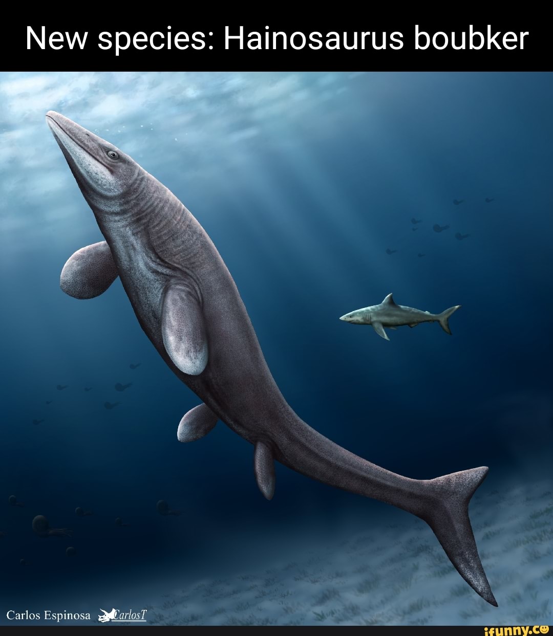 New species: Hainosaurus boubker Carlos Espinosa pdlarlosT - iFunny
