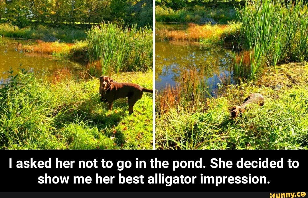 I asked her not to go in the pond. She decided to show me her best alligator impression. - I asked her not to go in the pond. She decided to show me her best alligator impression.
