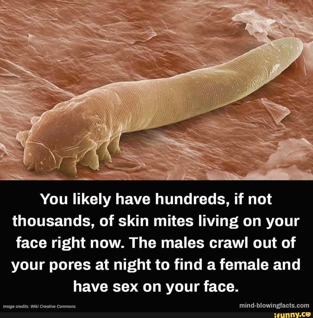 You Likely Have Hundreds If Not Thousands Of Skin Mites Living On