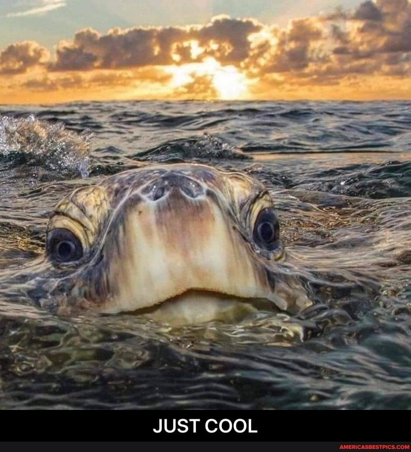 ail
JUST COOL - JUST COOL