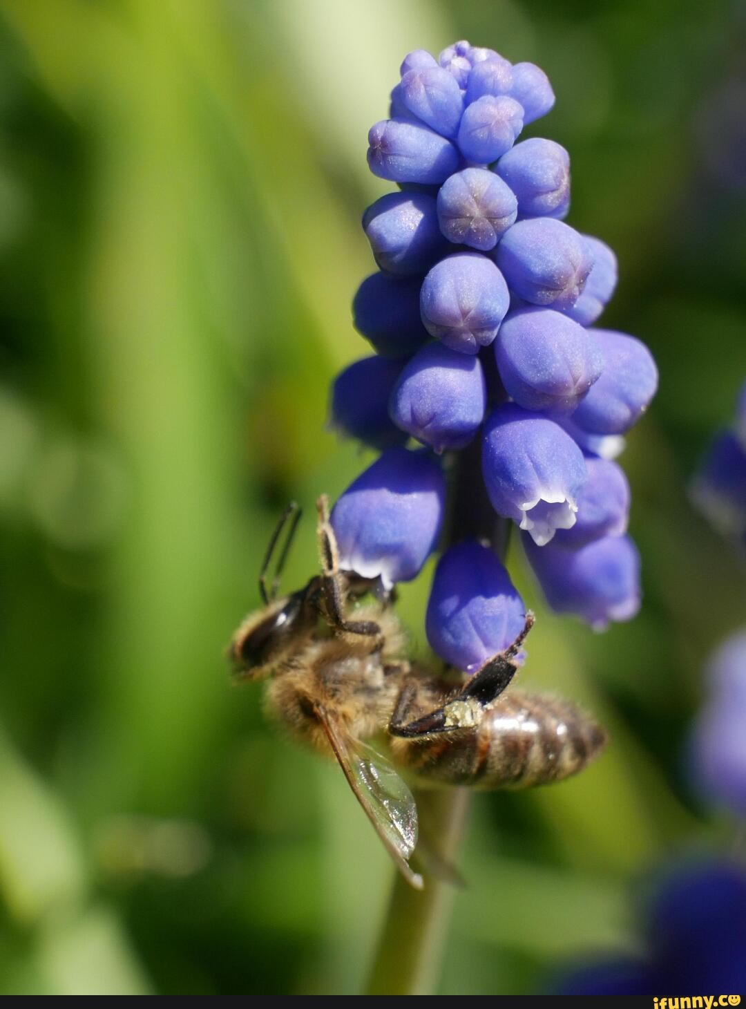 Macro_photography memes. Best Collection of funny Macro_photography