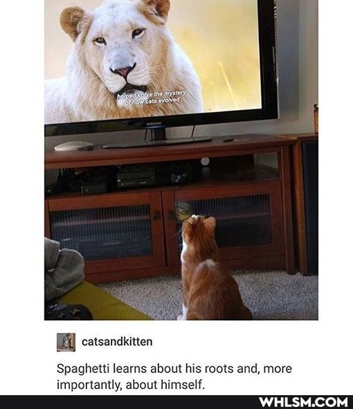 Spaghetti learns about his roots and, more